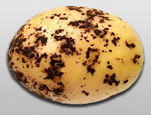 Sarna negra en las patatas