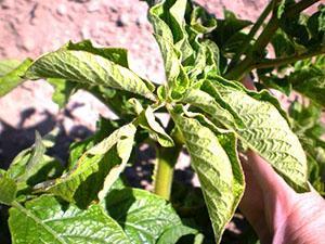 Virus del enrollamiento de la hoja de la papa