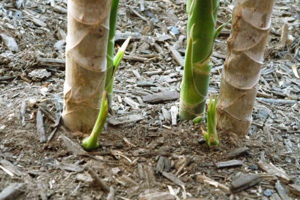 Enracinement du tronc de dracaena coupé