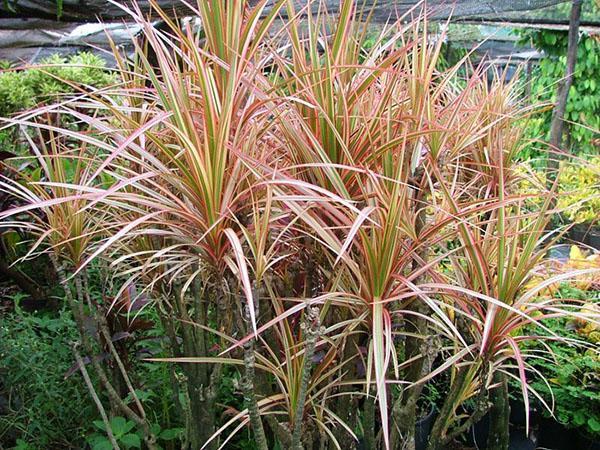 Les meilleurs marginaux de Dracaena