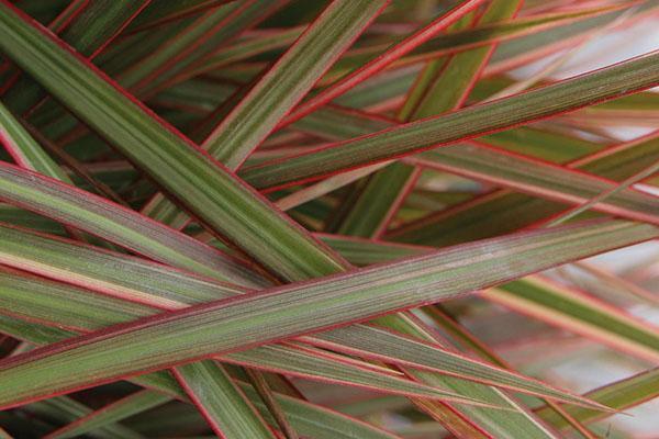 Feuillage dense et raide de dracaena marginata