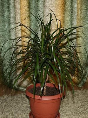 Dracaena bordé à l'intérieur