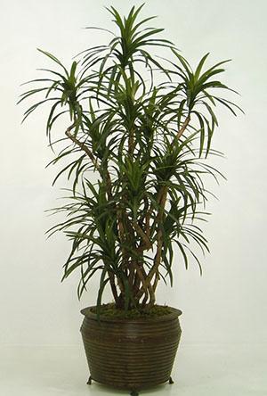 Margata en pot