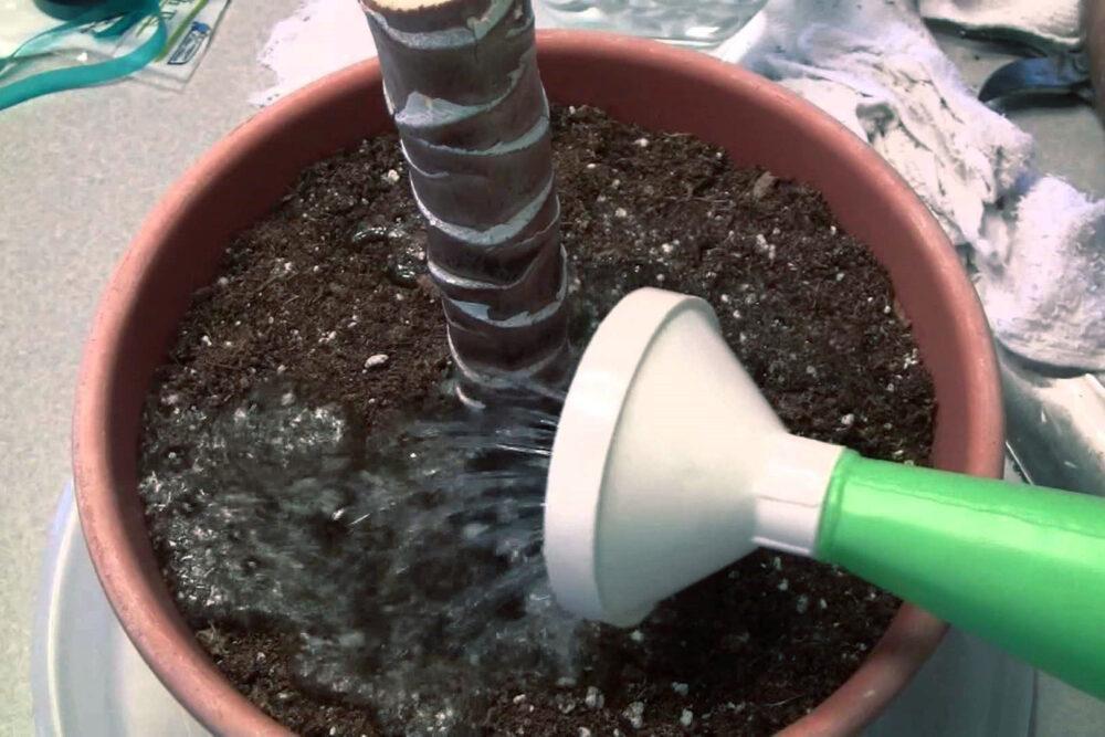 Dracaena bordé aime les sols modérément humides