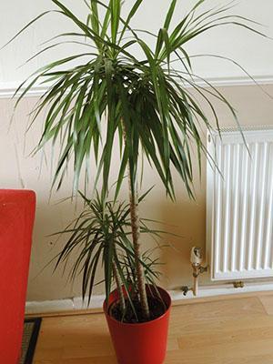 Dracaena se tient à côté de l'appareil de chauffage - c'est faux
