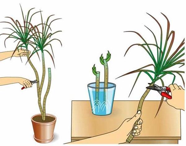 Taille de Dracaena
