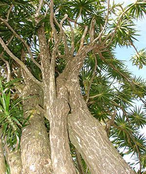 Dracaena marginata dans la nature