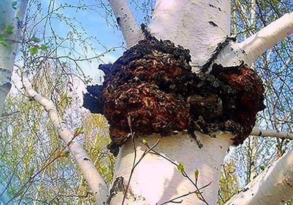 champignon chaga éternel