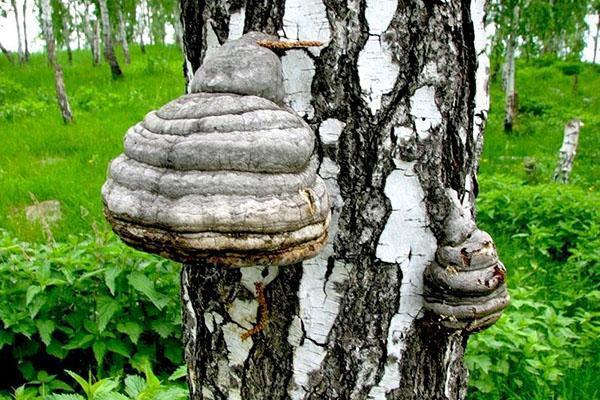 champignon de bouleau chaga