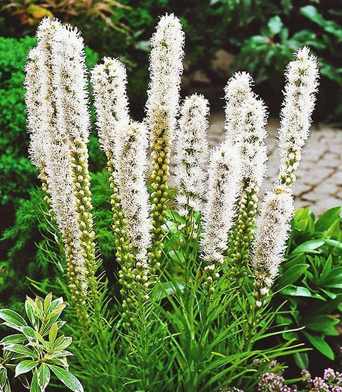 fleurs de liatris blanches