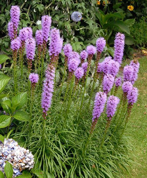 Liatris florece en el macizo de flores.