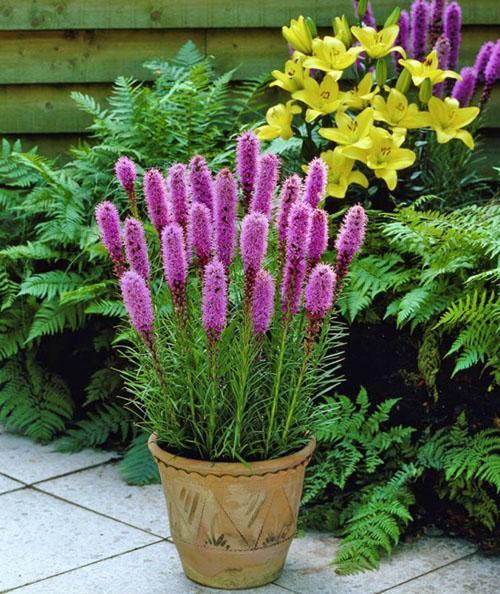 Liatris comme culture en pot