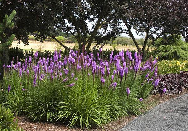 cortina de liatris