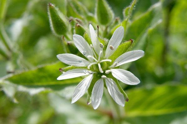milieu de starwort