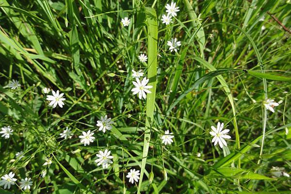 starwort de céréales