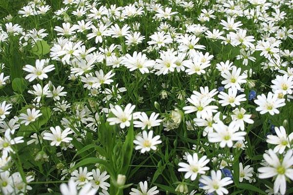 stellaire