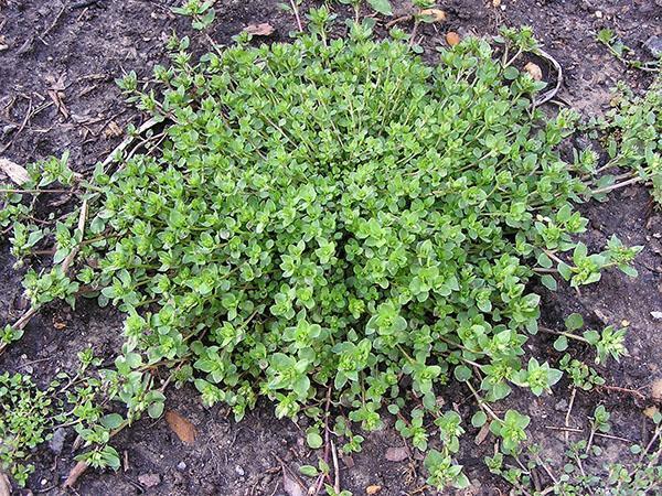 propriétés utiles de la starwort