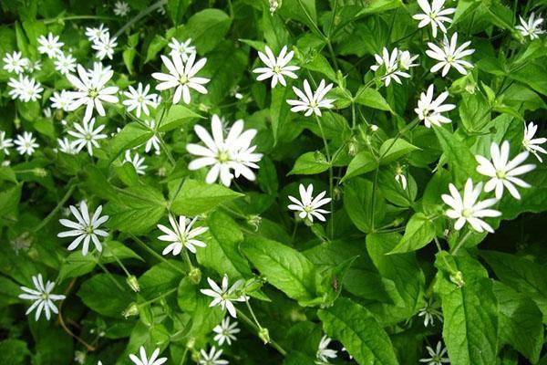 starwort de la familia de los claveles