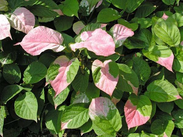 feuillage panaché d'actinidia docteur shimanovsky