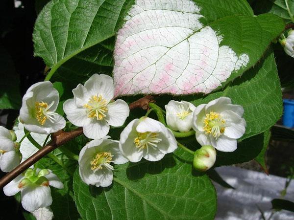 fleurs d'actinidia