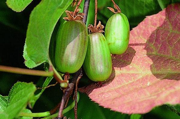 fruits d'actinidia docteur shimanovsky