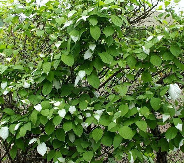 actinidia docteur shimanovsky à la datcha