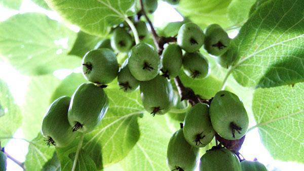 actinidia est utilisé en cuisine