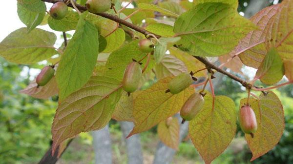 cultivar d'actinidia Dr. Shimanovsky