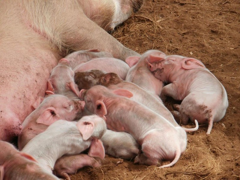 Petits cochons