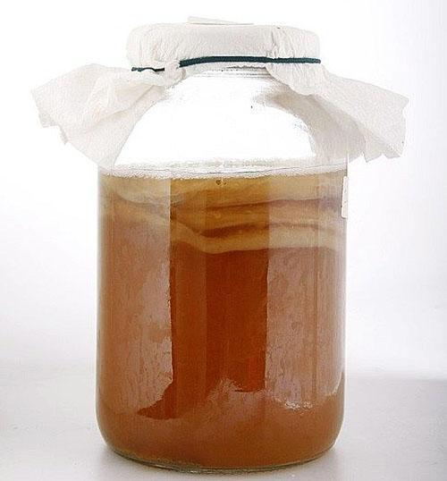 cultivo adecuado de kombucha