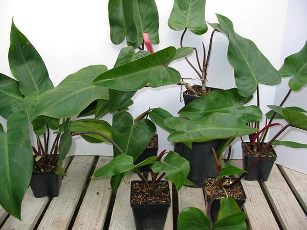 plantas jóvenes de filodendro