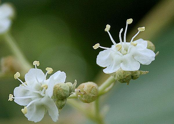 teck fleuri