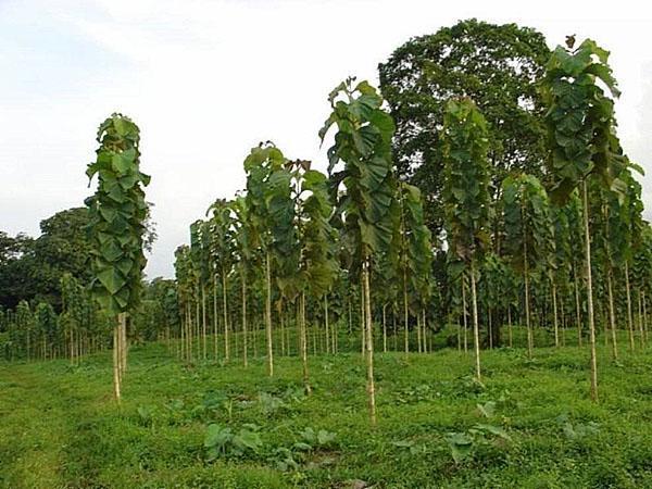 jeune plantation de teck