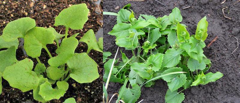 repiquage des semis de doronicum en pleine terre