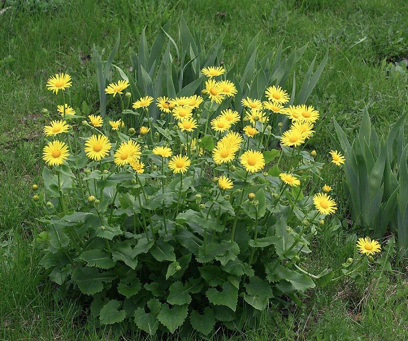 doronicum fleurit