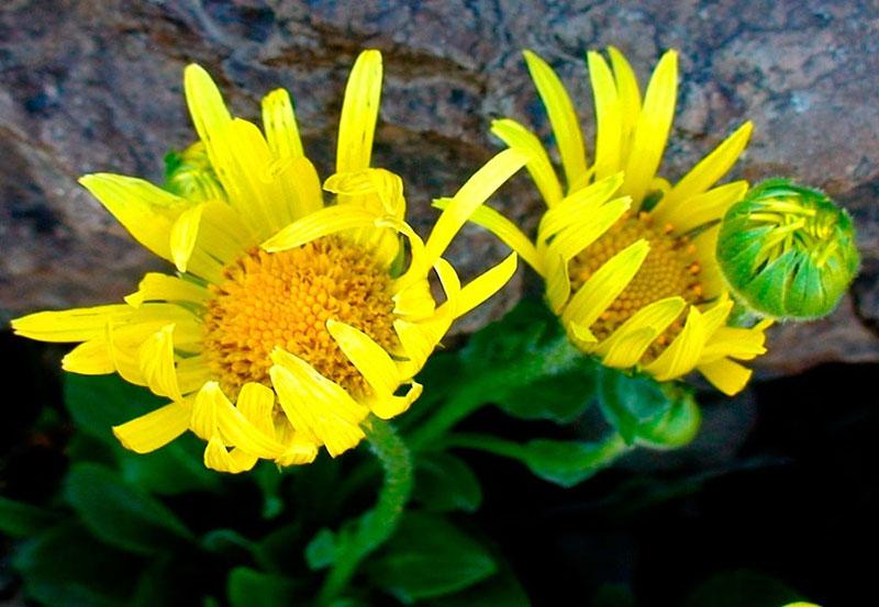 floraciones doronicum