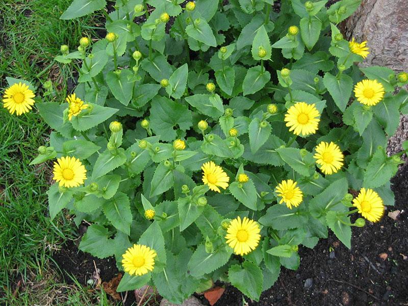 le buisson de doronicum peut être divisé