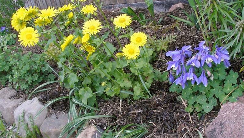 joven doronicum bush