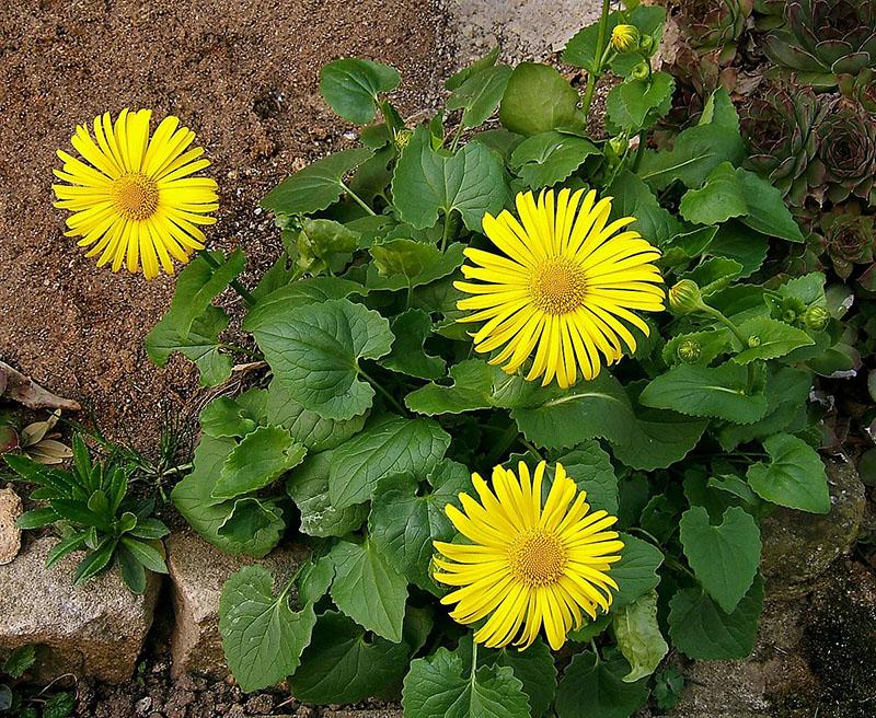 tipos de doronicum para una casa de verano