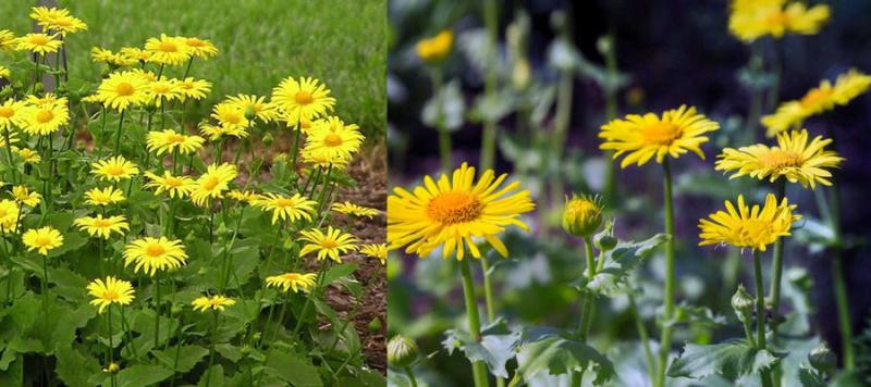 Doronicum caucásico