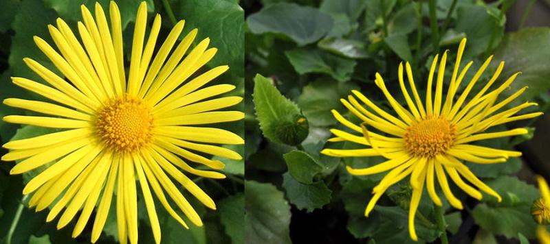 Doronicum cordato