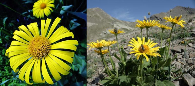 doronicum de flores grandes