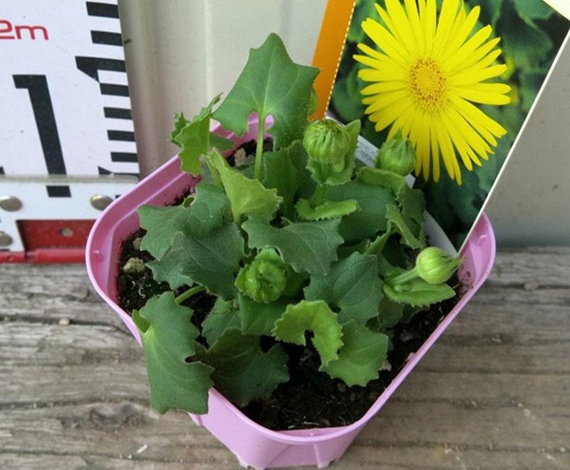 Semis de Doronicum prêts pour la transplantation