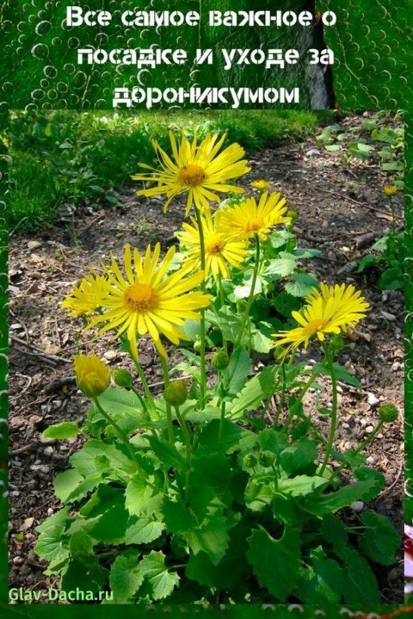 plantar y cuidar doronicum