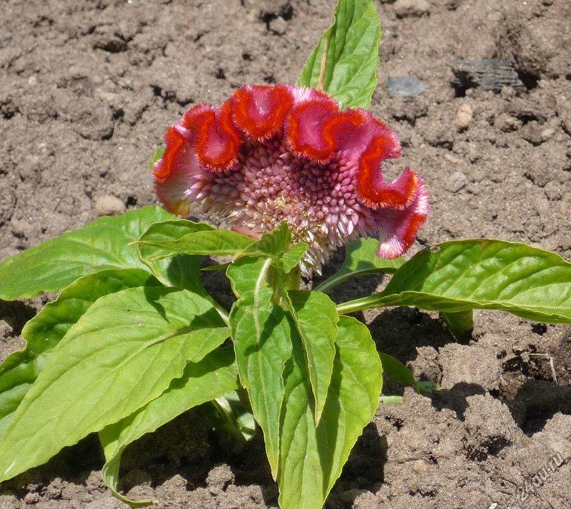 cuidar la planta en campo abierto