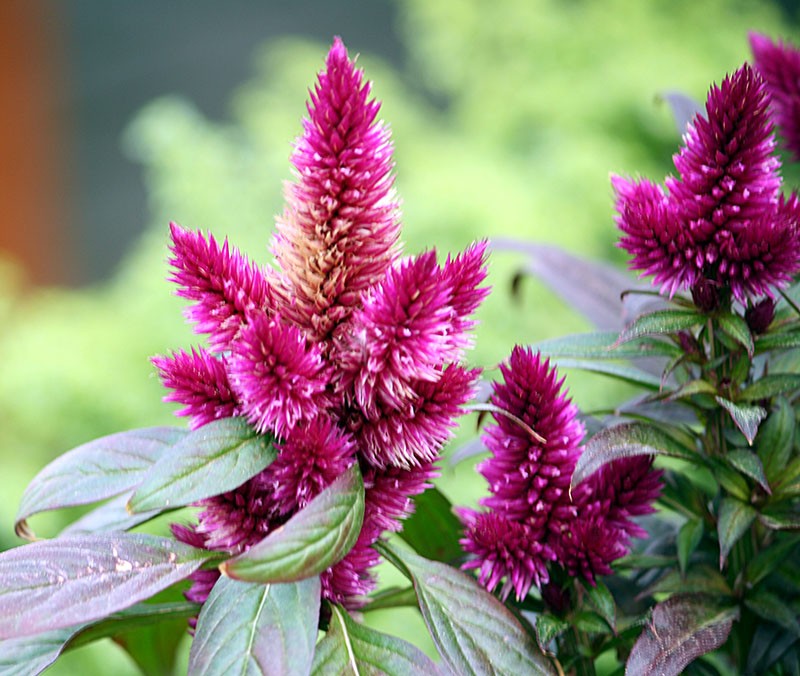 celosia plateada