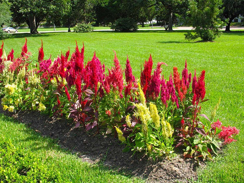 cellosia plumosa