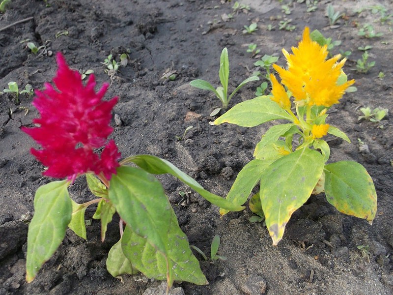 plantar y cuidar la planta