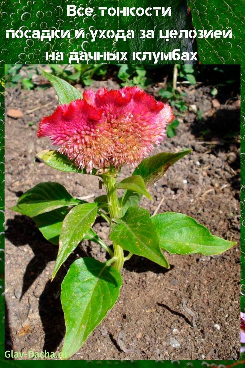 plantar y cuidar la planta