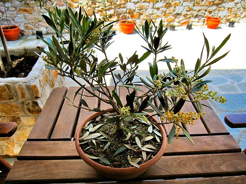 un olivier fleurit à la maison